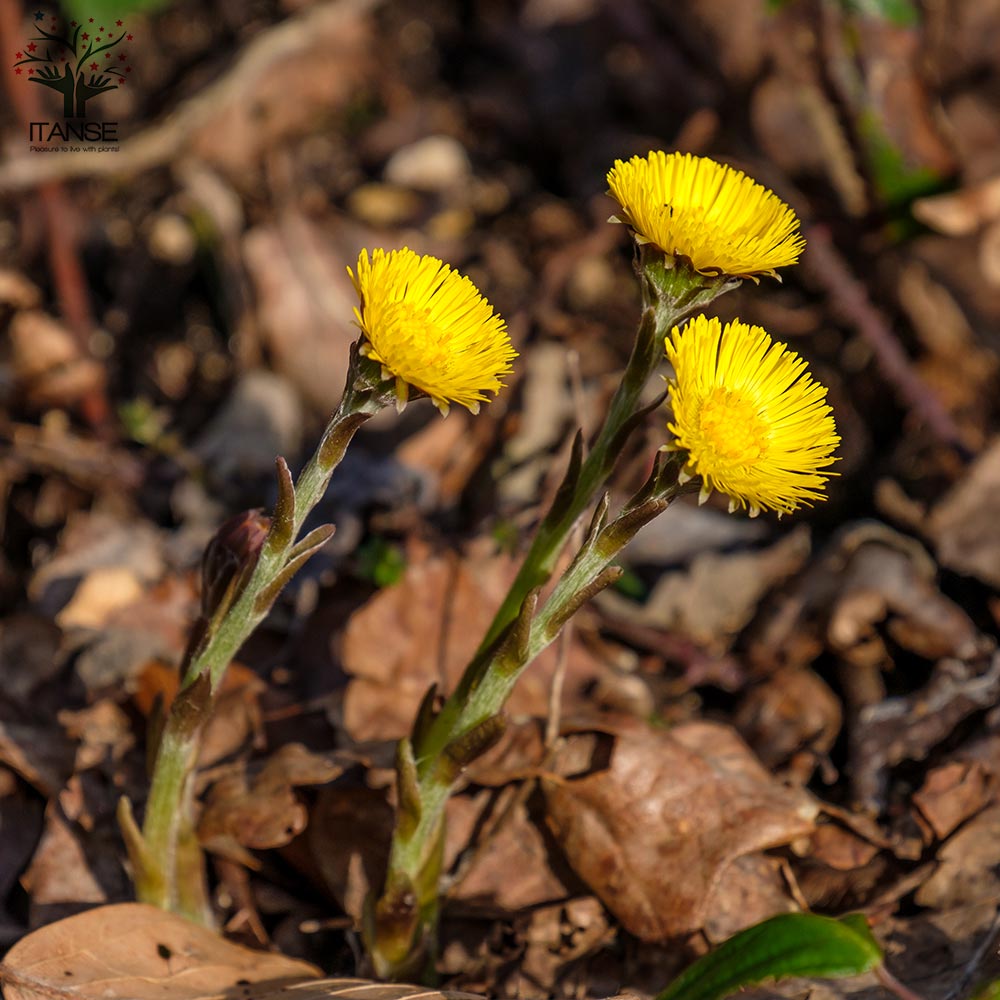 フキタンポポ 【花苗 2.5号ポット】