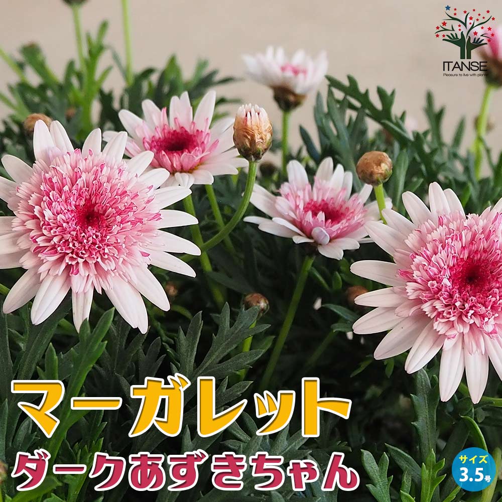 マーガレット ダークあずきちゃん