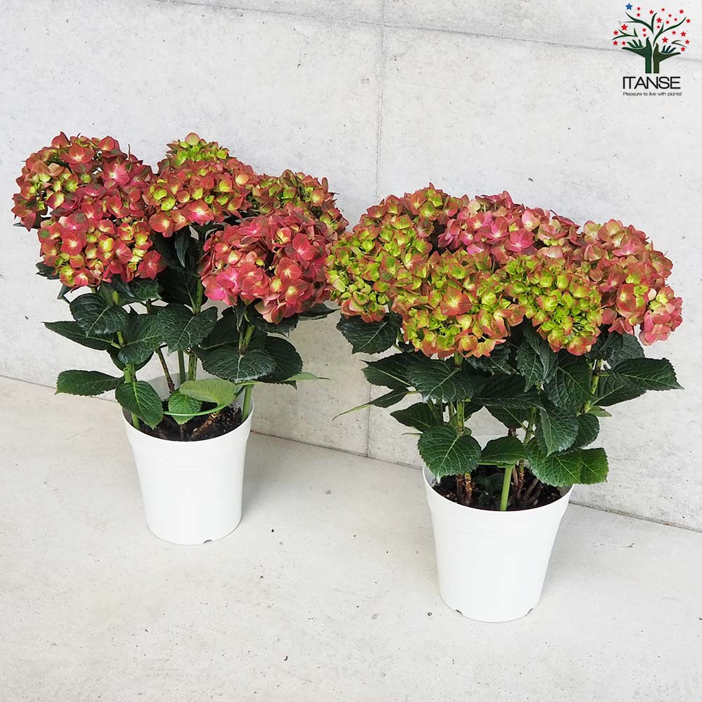 アジサイ マジカルチョコレート・レッド【花苗 5号鉢】｜ 【植物の