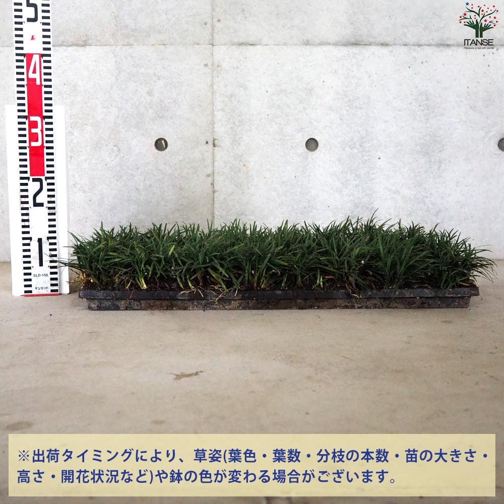 リュウノヒゲ 玉竜 マット【花苗 60×30cm】