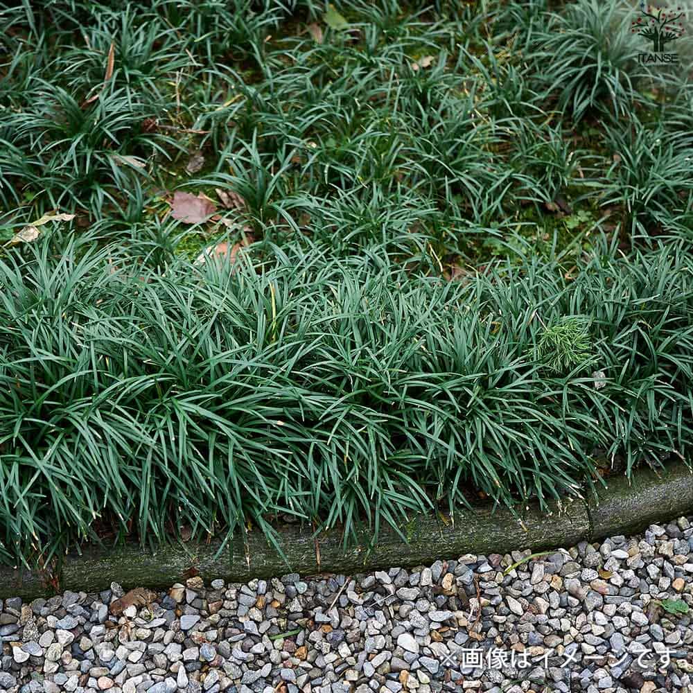 リュウノヒゲ 玉竜 マット【花苗 60×30cm】