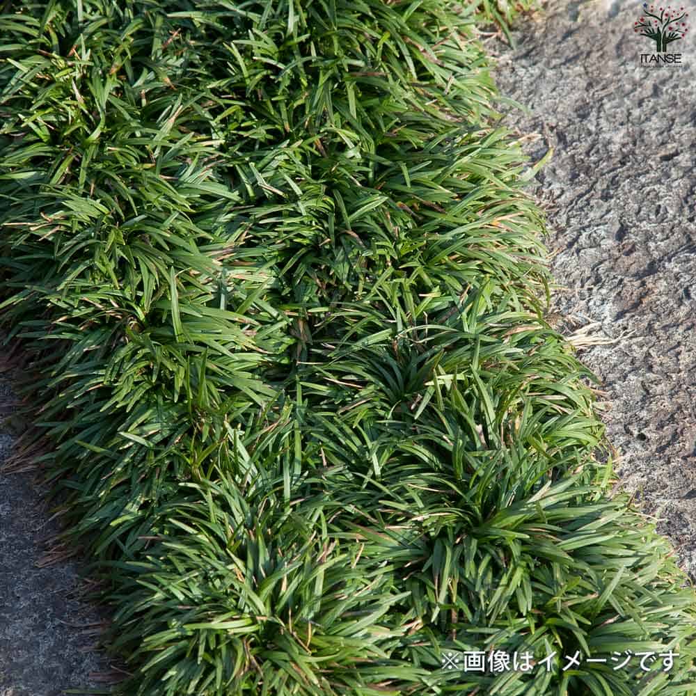 リュウノヒゲ 玉竜 マット【花苗 60×30cm】｜ 【植物のITANSE