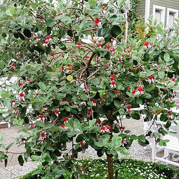 7-32果樹【フェイジョア】樹高約138cm【送料込み】 7-21果樹【フェイジョア】樹高約118cm【送料込み】 国華園オンライン