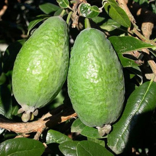 フェイジョア アポロ:花も美しい庭園向き果樹 18cmポット:樹高約40~60cm 【九州圃場より直送】