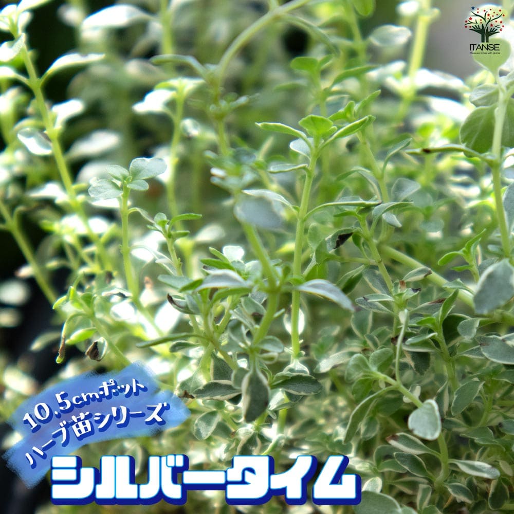 シルバータイム (シルバーポジー)10.5cm2個~【おうちで簡単!育てやすい10.5cmポットハーブ苗シリーズ!】