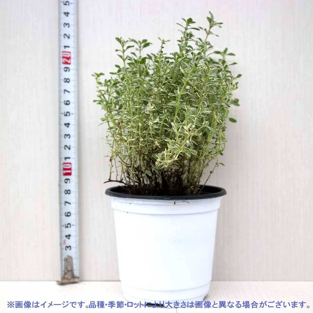 シルバータイム (シルバーポジー)10.5cm2個~【おうちで簡単!育てやすい10.5cmポットハーブ苗シリーズ!】