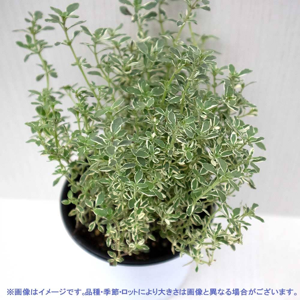 シルバータイム (シルバーポジー)10.5cm2個~【おうちで簡単!育てやすい10.5cmポットハーブ苗シリーズ!】