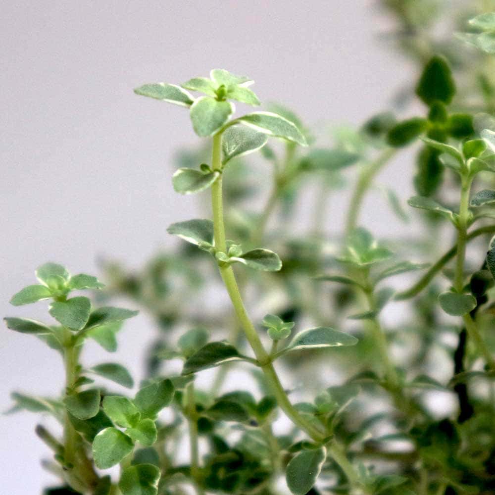 シルバータイム (シルバーポジー)10.5cm2個~【おうちで簡単!育てやすい10.5cmポットハーブ苗シリーズ!】