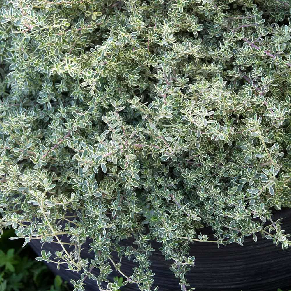 シルバータイム (シルバーポジー)10.5cm2個~【おうちで簡単!育てやすい10.5cmポットハーブ苗シリーズ!】