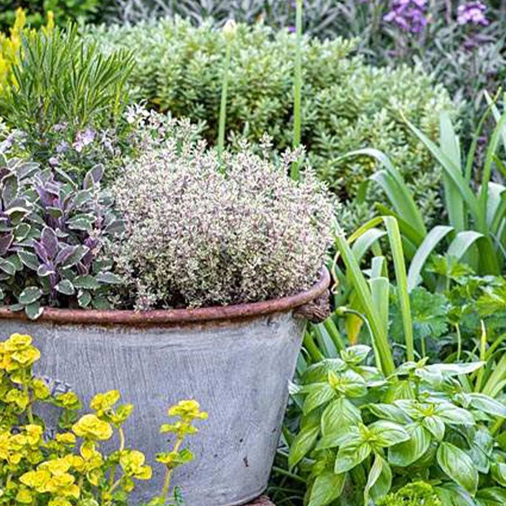 シルバータイム (シルバーポジー)10.5cm2個~【おうちで簡単!育てやすい10.5cmポットハーブ苗シリーズ!】