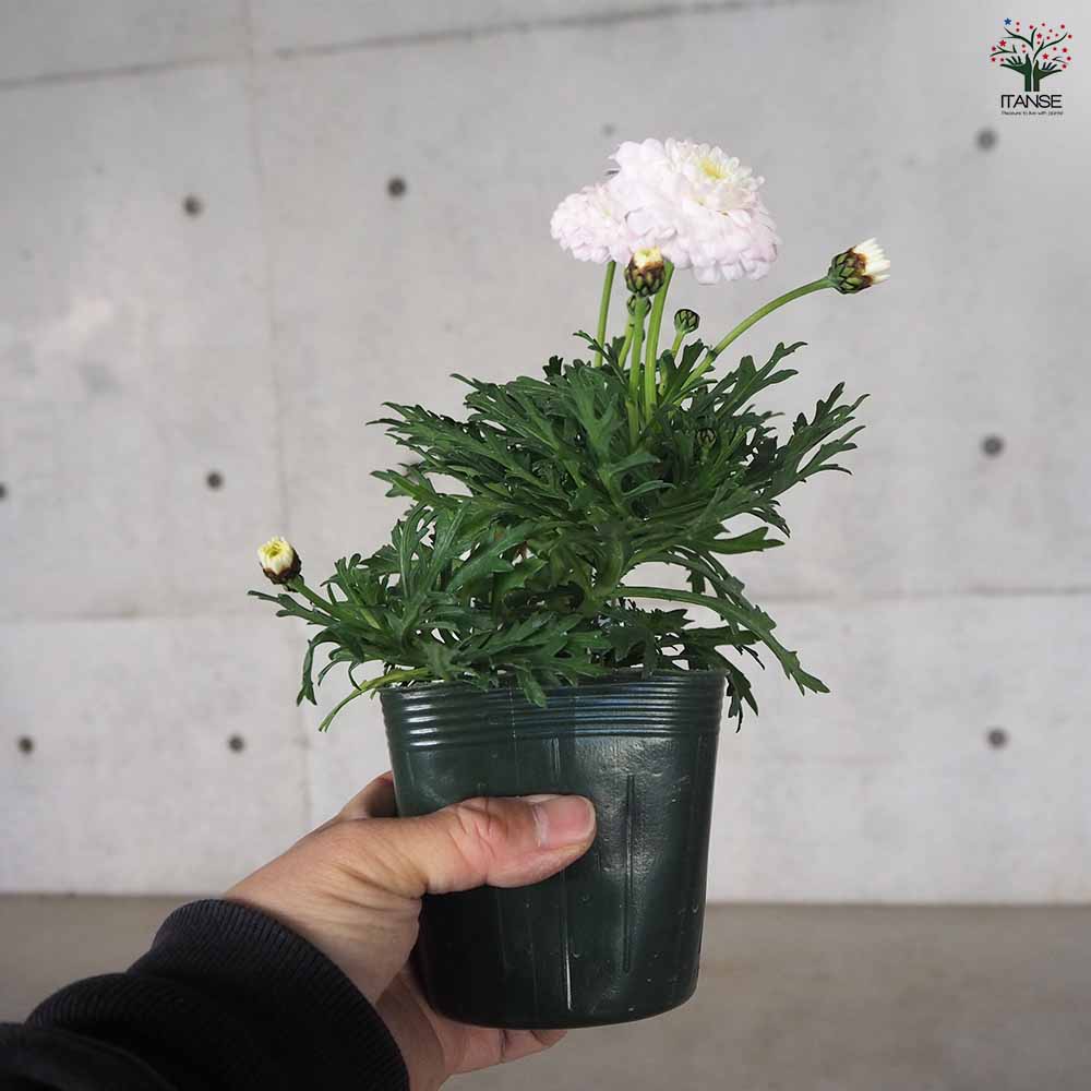 マーガレット マルコロッシ 【花苗 3.5号ポット】｜ 【植物の