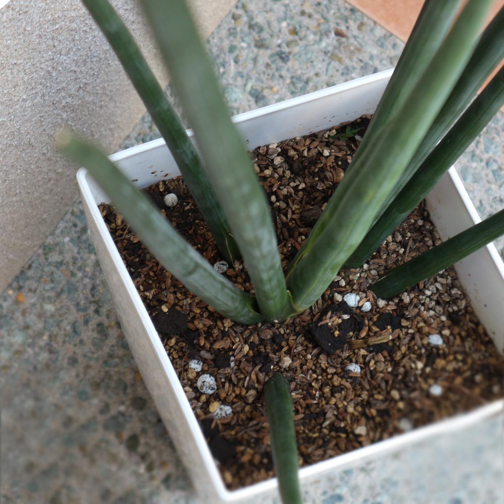 サンスベリア・エリスラエ【大型 観葉植物 8号鉢/1個 サンスベリア・エリスラエ【大型 観葉植物 8号鉢/1個