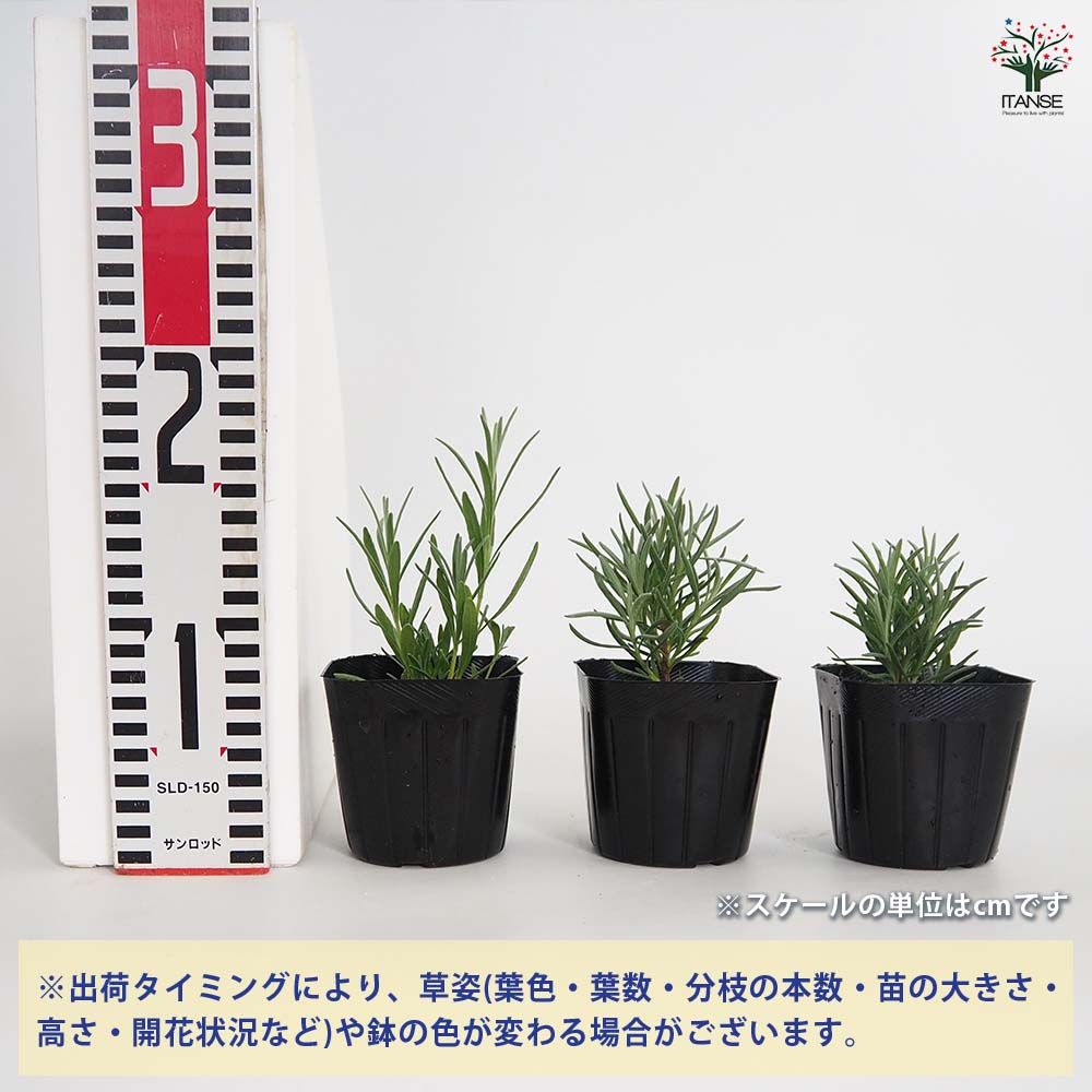 ラベンダー ラバンジン グロッソ プロバンス 【ハーブの苗 9cmポット