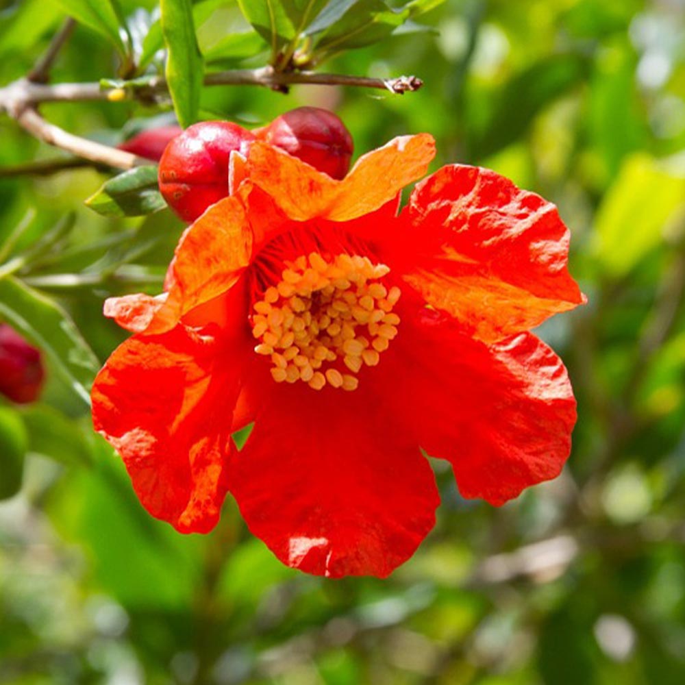 ザクロの苗木 日本ザクロ【果樹苗 2年生 実生苗12～15cmポット／1個】