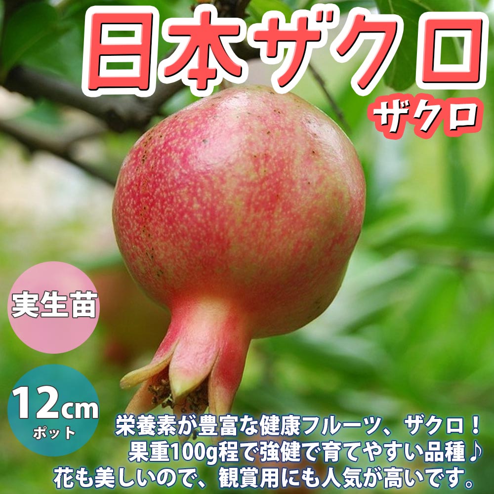 ザクロの苗木 日本ザクロ【果樹苗 2年生 実生苗12～15cmポット／1個】