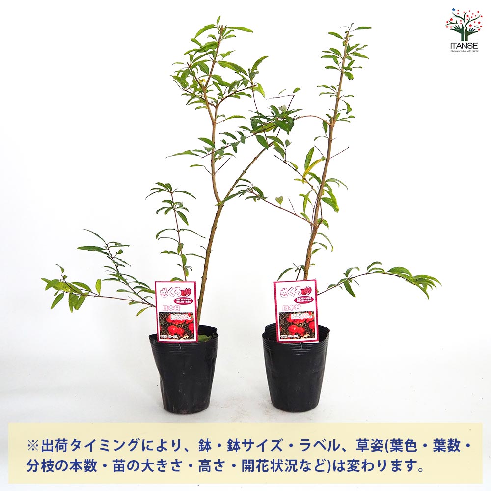 ザクロの苗木 日本ザクロ【果樹苗 2年生 実生苗12～15cmポット／1個