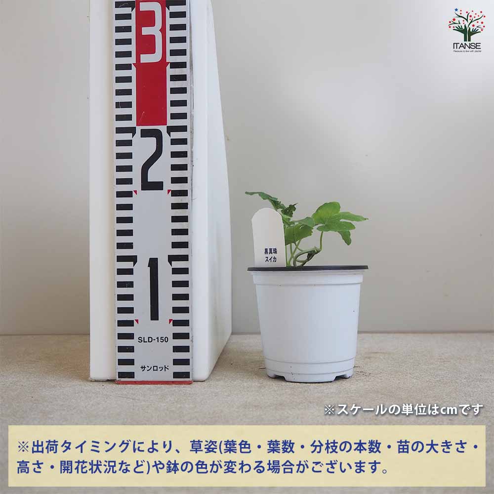 スイカの苗 黒皮中玉スイカ 黒真珠2個～ 【野菜の苗 10.5cmポット 自根苗】