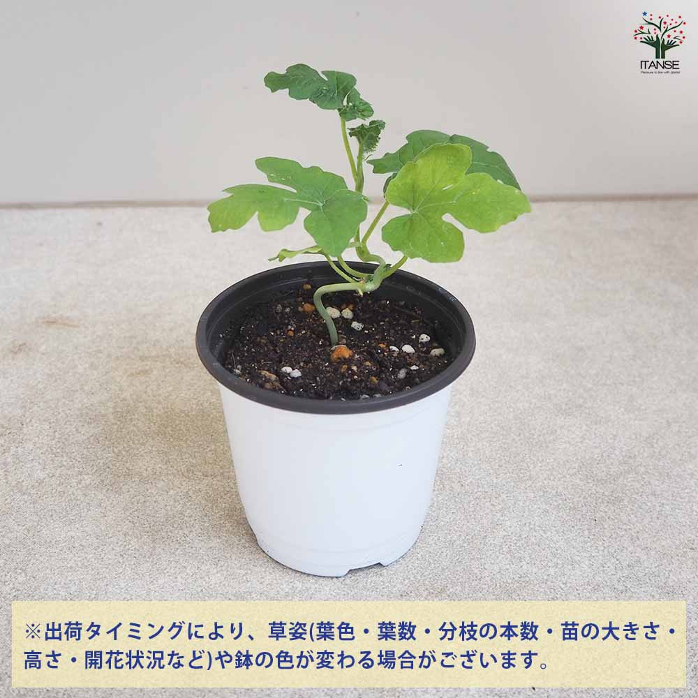 スイカの苗 黒皮中玉スイカ 黒真珠2個～ 【野菜の苗 10.5cmポット 自根苗】