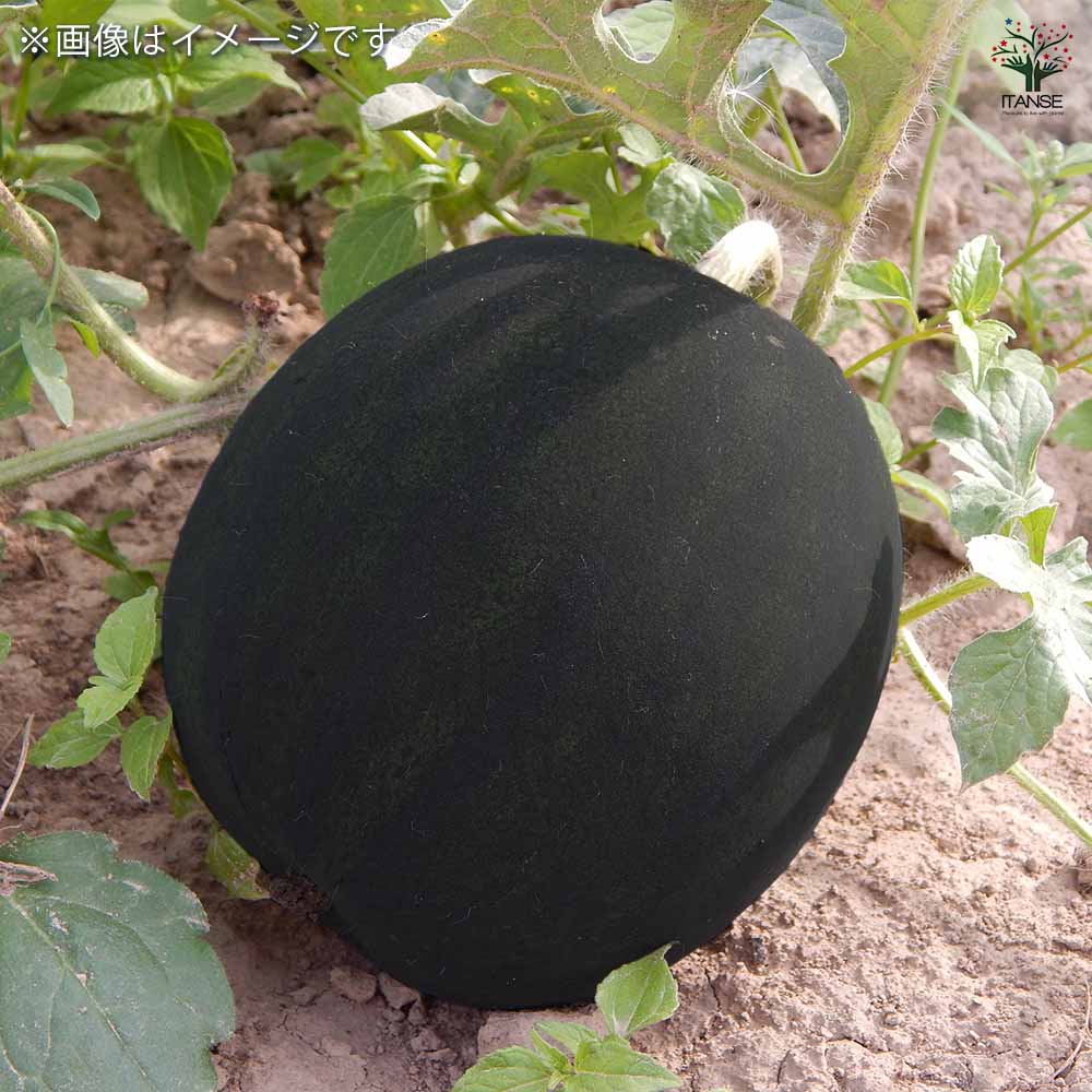 スイカの苗 黒皮中玉スイカ 黒真珠2個～ 【野菜の苗 10.5cmポット 自根苗】