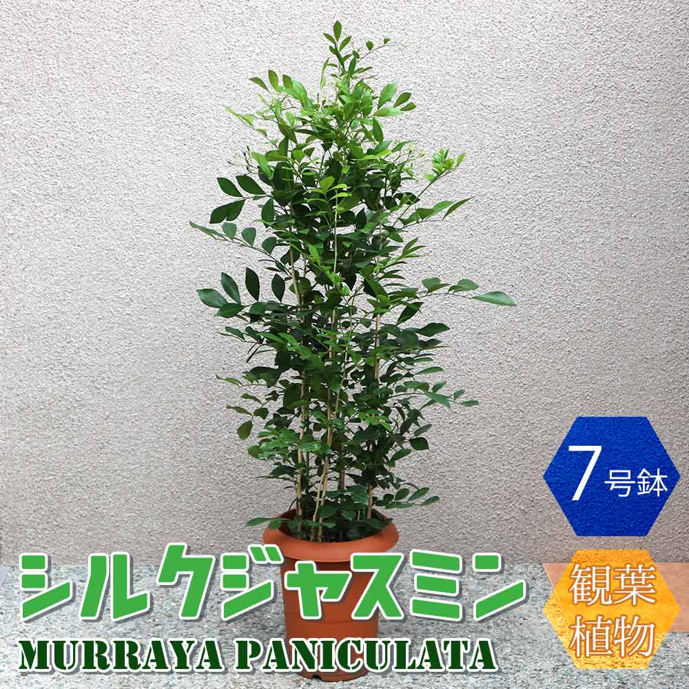 シルクジャスミン【大型 観葉植物 7号鉢／1個】