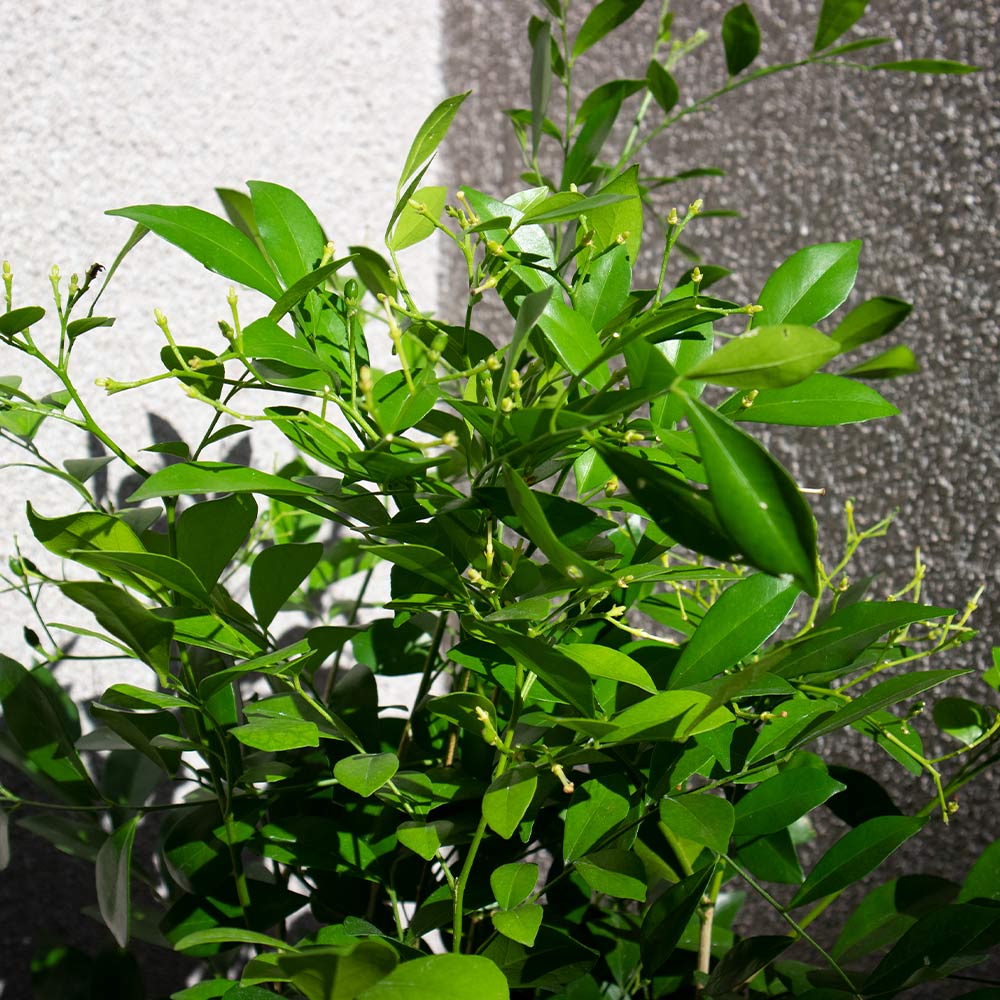 シルクジャスミン【大型 観葉植物 7号鉢／1個】