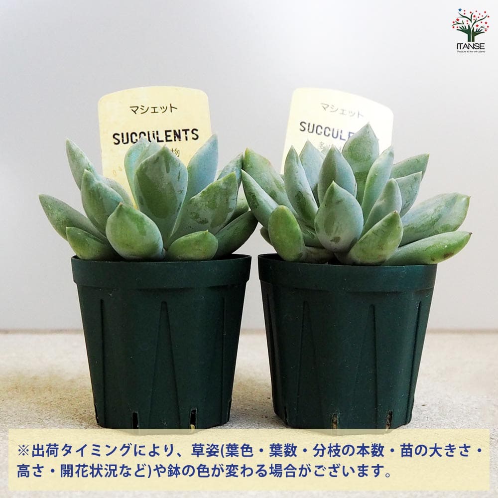 多肉植物 マシェット 【多肉植物 2.5号鉢／1個売り】｜ 【植物の
