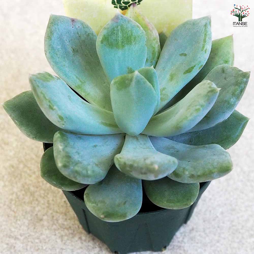 多肉植物 マシェット 【多肉植物 2.5号鉢／1個売り】｜ 【植物の