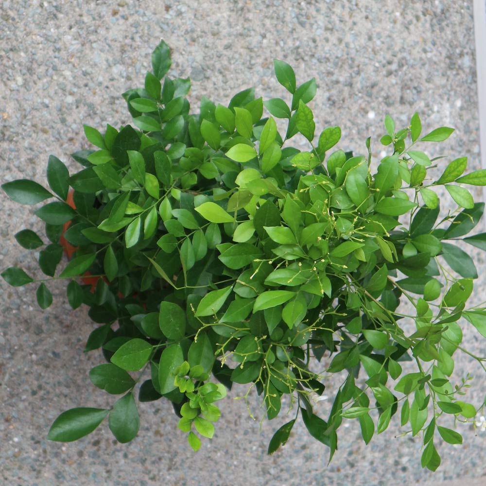 シルクジャスミン【大型 観葉植物 7号鉢／1個】