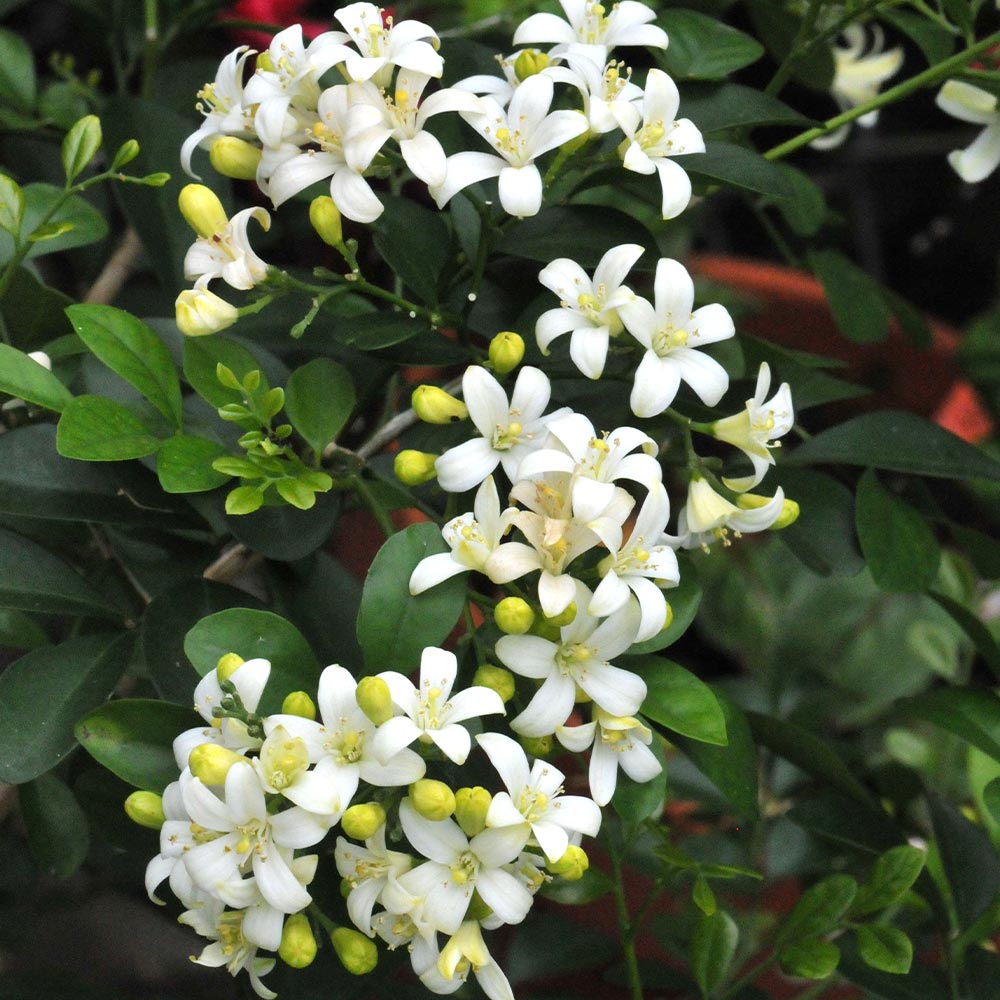 シルクジャスミン【大型 観葉植物 7号鉢／1個】｜ 【植物の