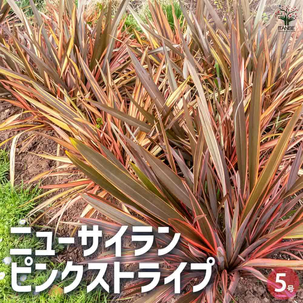 ニューサイラン(入才蘭) ピンクストライプ 【花苗 5号】