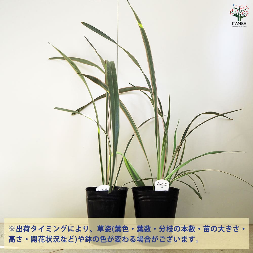 ニューサイラン(入才蘭) ピンクストライプ 【花苗 5号】