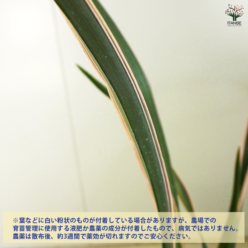 ニューサイラン(入才蘭) ピンクストライプ 【花苗 5号】