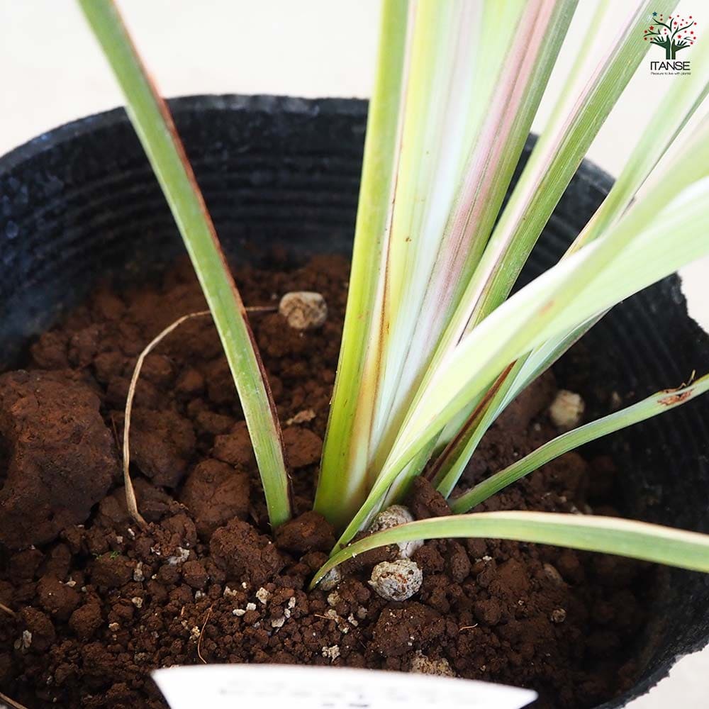 ニューサイラン(入才蘭) ピンクストライプ 【花苗 5号】