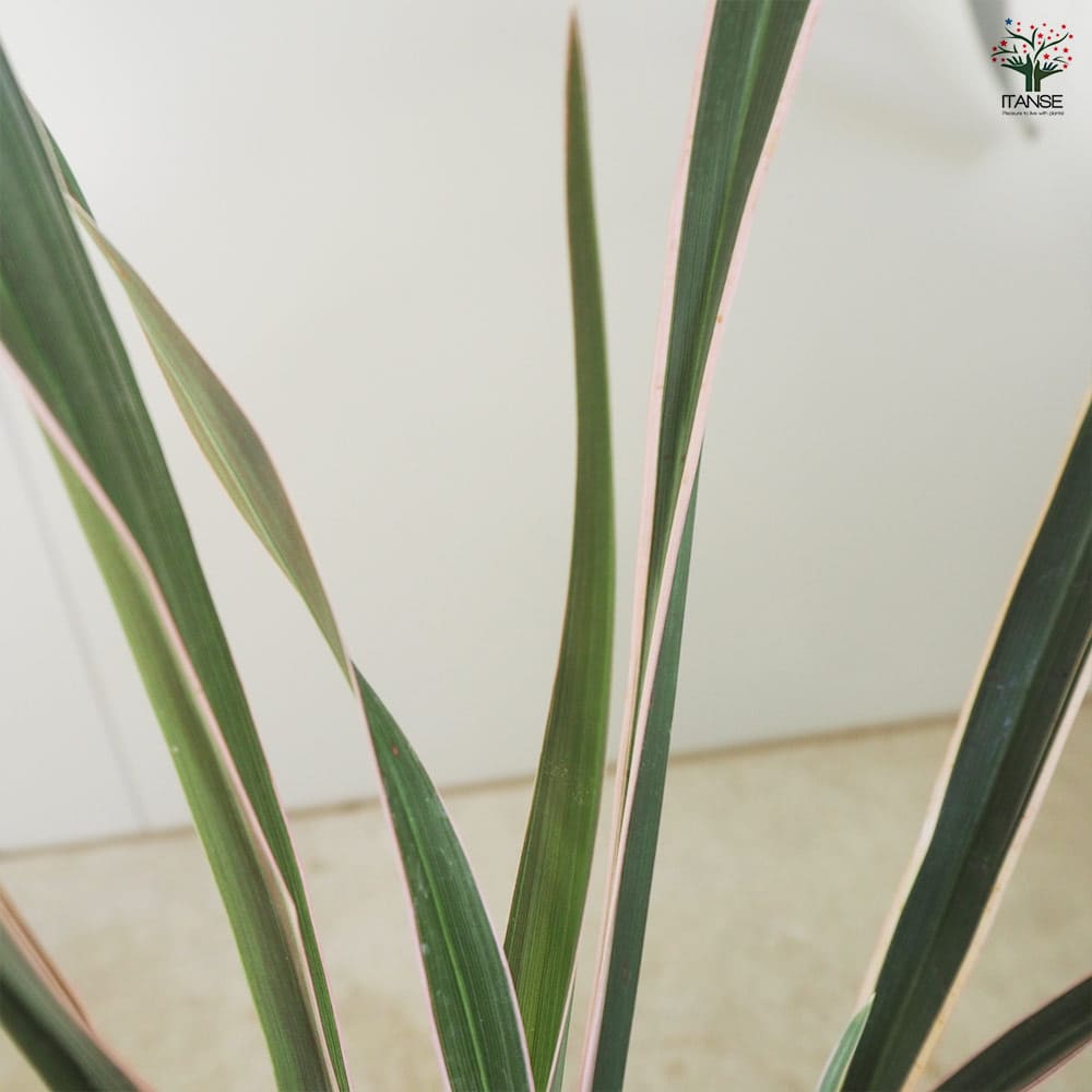 ニューサイラン(入才蘭) ピンクストライプ 【花苗 5号】