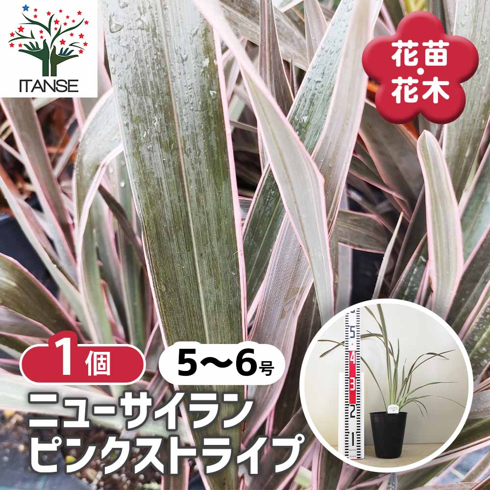ニューサイラン(入才蘭) ピンクストライプ 【花苗 5～6号】｜ 【植物の