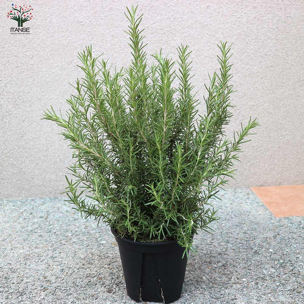 ローズマリープラグ苗200本 ローズマリープラグ苗200本 ローズマリープラグ苗200本