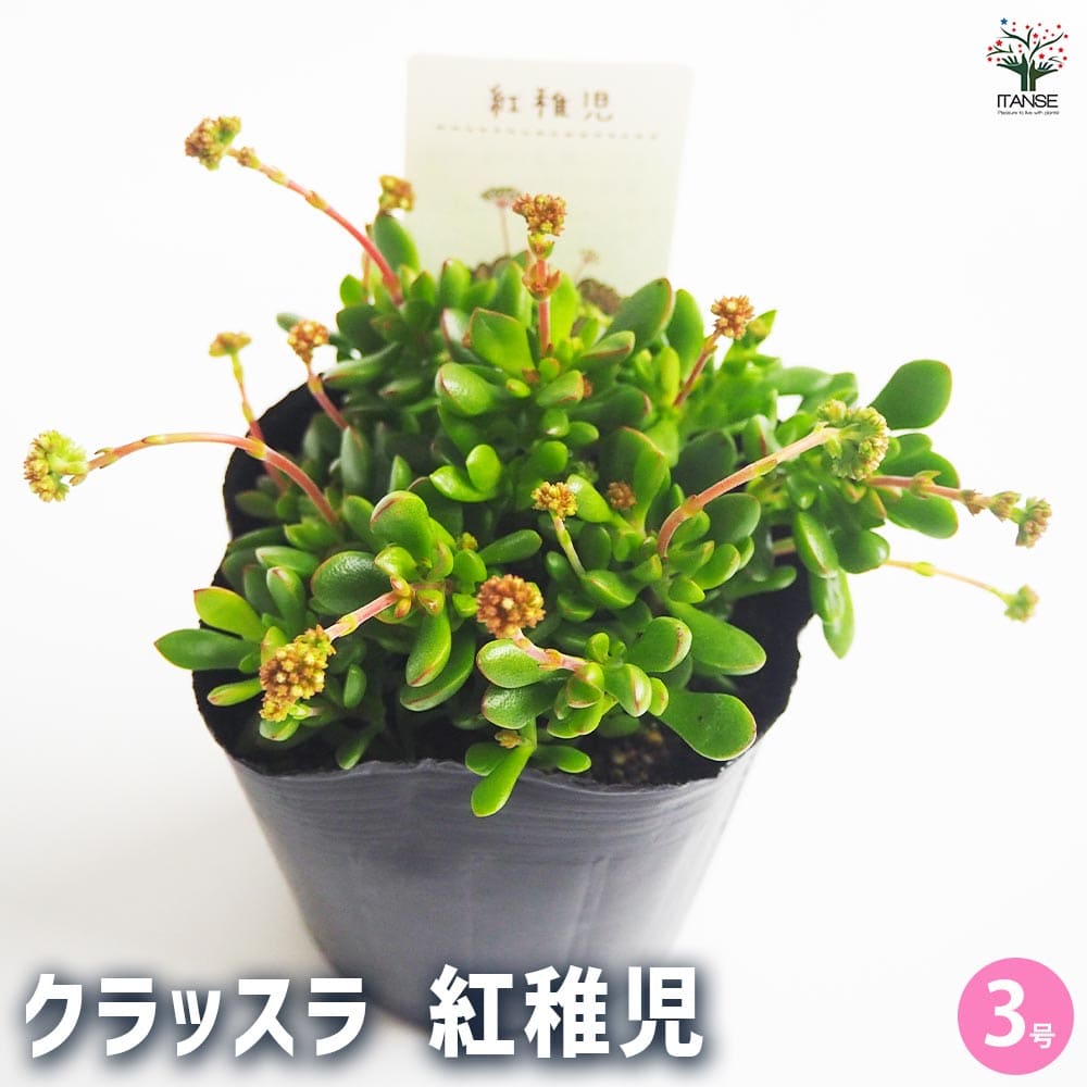 クラッスラ 紅稚児 【多肉植物 3号】｜ 【植物のITANSE