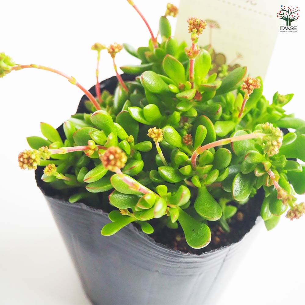 クラッスラ 紅稚児 【多肉植物 3号】｜ 【植物のITANSE