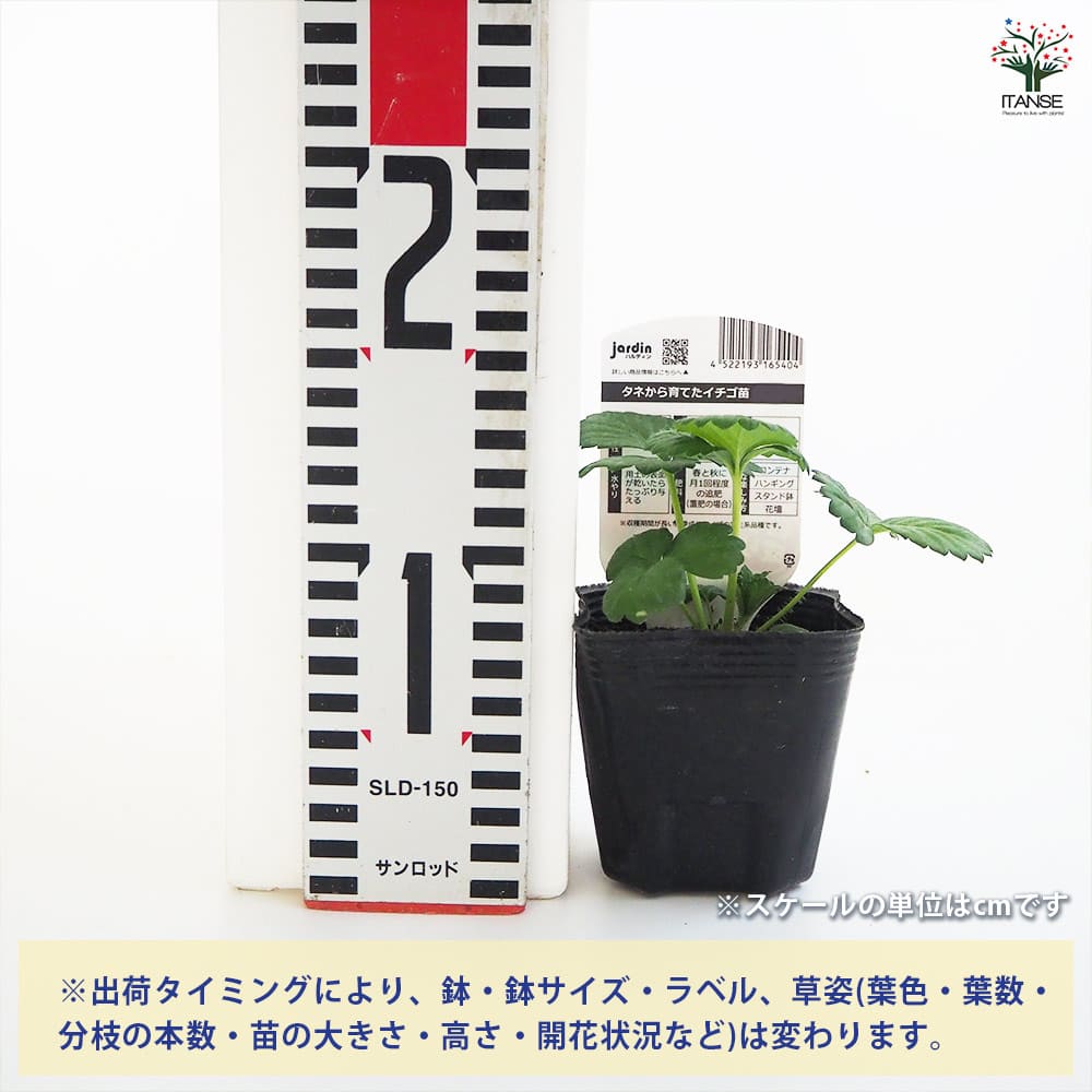 いちごの苗 タネから育てたイチゴ苗 しろ花2個～ 【野菜の苗 3号】