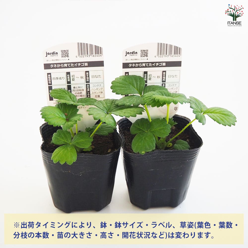 いちご 玉ねぎの苗 いちごの苗 タネから育てたイチゴ苗 しろ花2個～ 【野菜の苗 3号