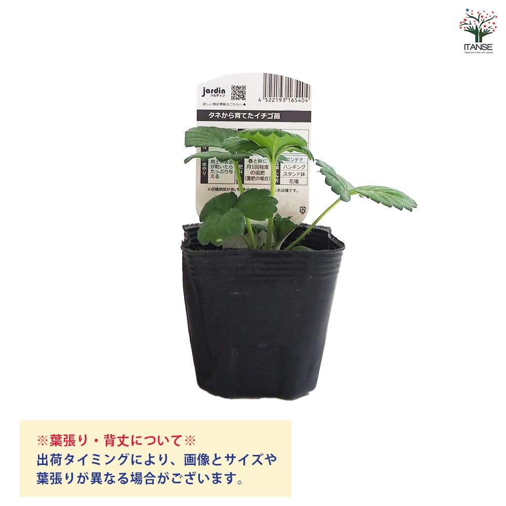 いちごの苗 タネから育てたイチゴ苗 しろ花2個～ 【野菜の苗 3号
