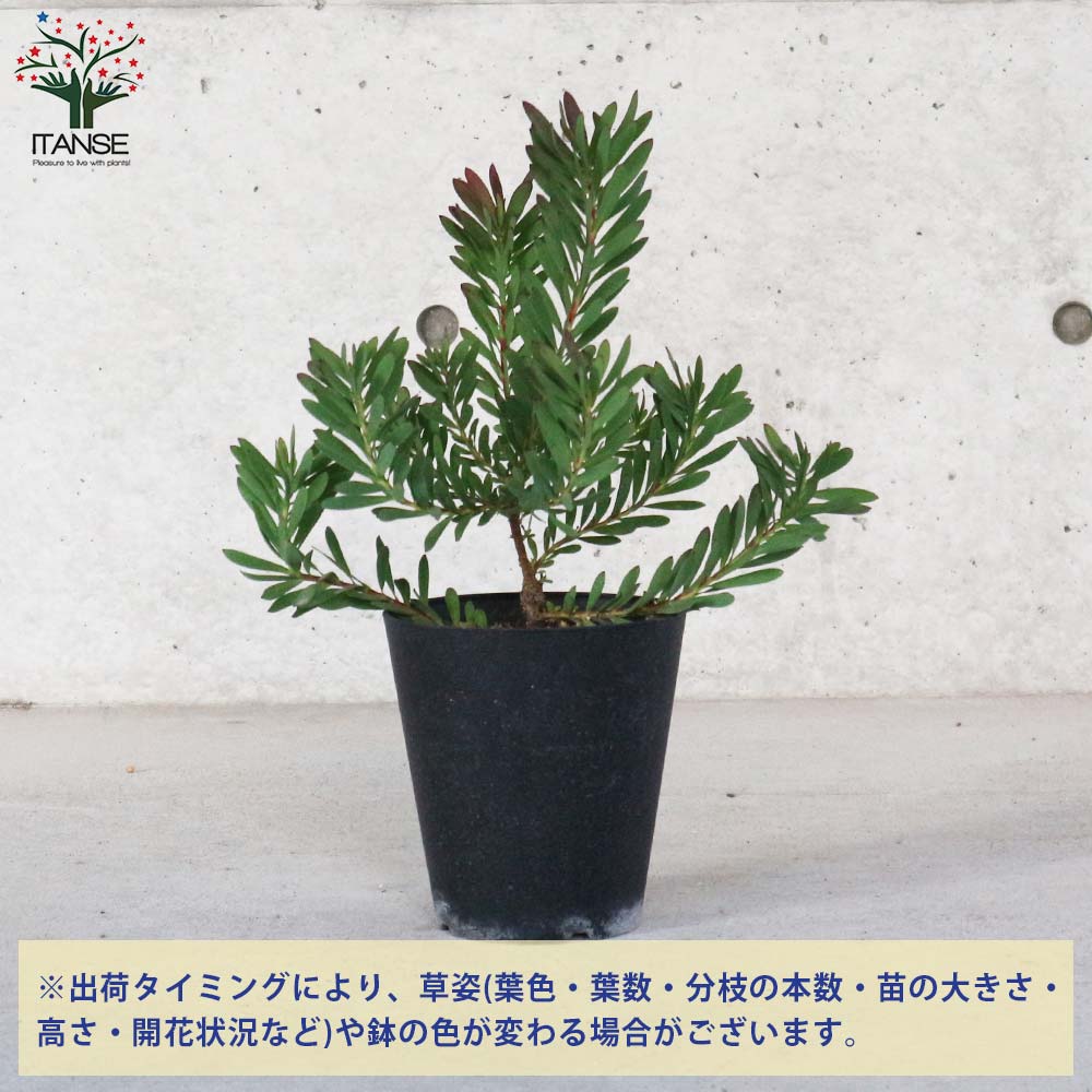 リューカデンドロン・デビルズブラッシュ 【庭木 5号鉢 花木苗／1個
