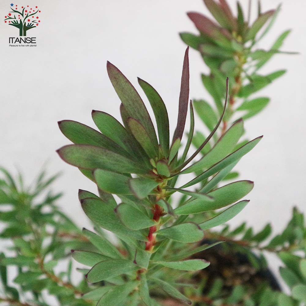 リューカデンドロン・デビルズブラッシュ 【庭木 5号鉢 花木苗／1個