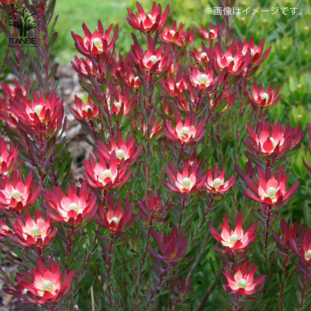 リューカデンドロン・デビルズブラッシュ 【庭木 5号鉢 花木苗／1個