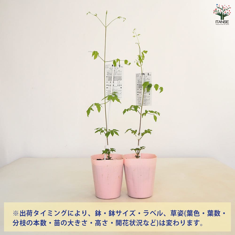 クレマチス エミリアプラター 【花苗 4号／1個売り】｜ 【植物の