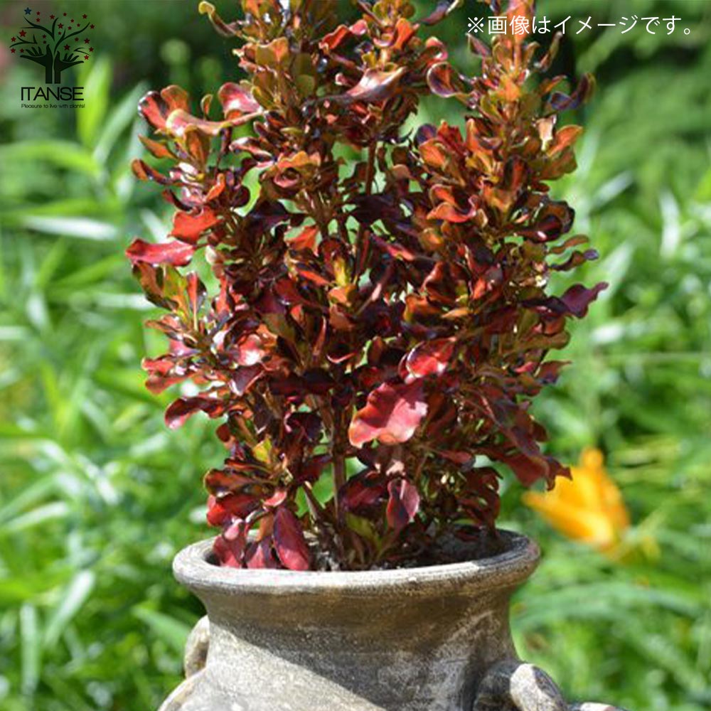 コプロスマ・パシフィックサンセット 【花苗 5号大苗 カラーリーフ