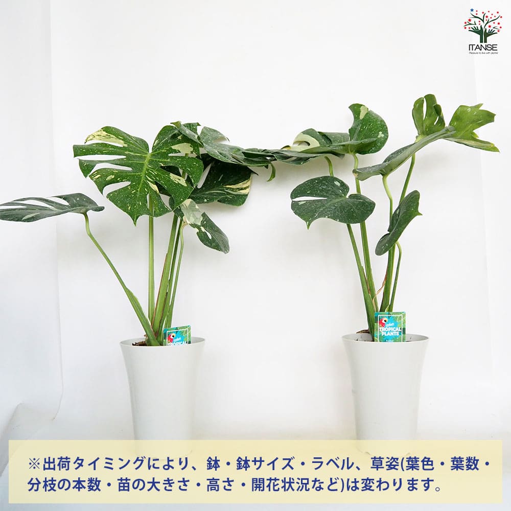 【現品】モンステラ・タイコンステレーション 6号 黒鉢 (1) モンステラ タイコンステレーション 【観葉植物 6号/1個売り