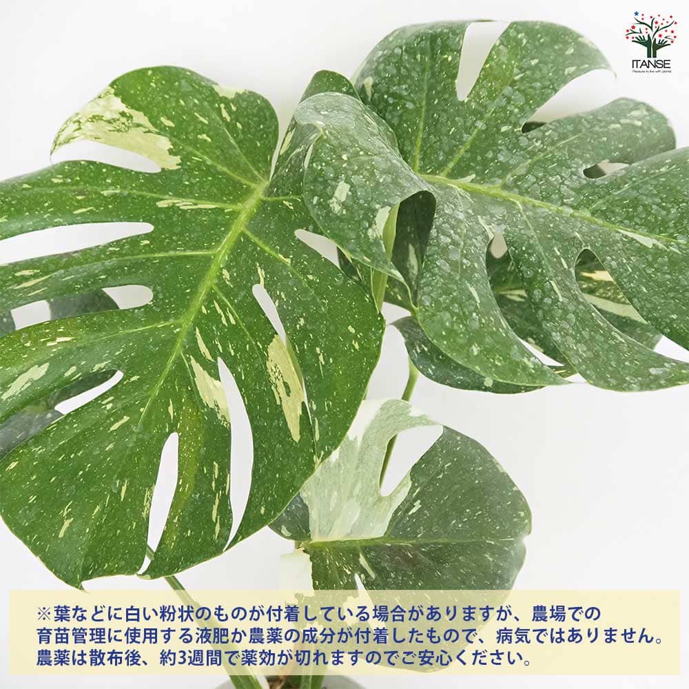 モンステラ タイコンステレーション 【観葉植物 6号／1個売り
