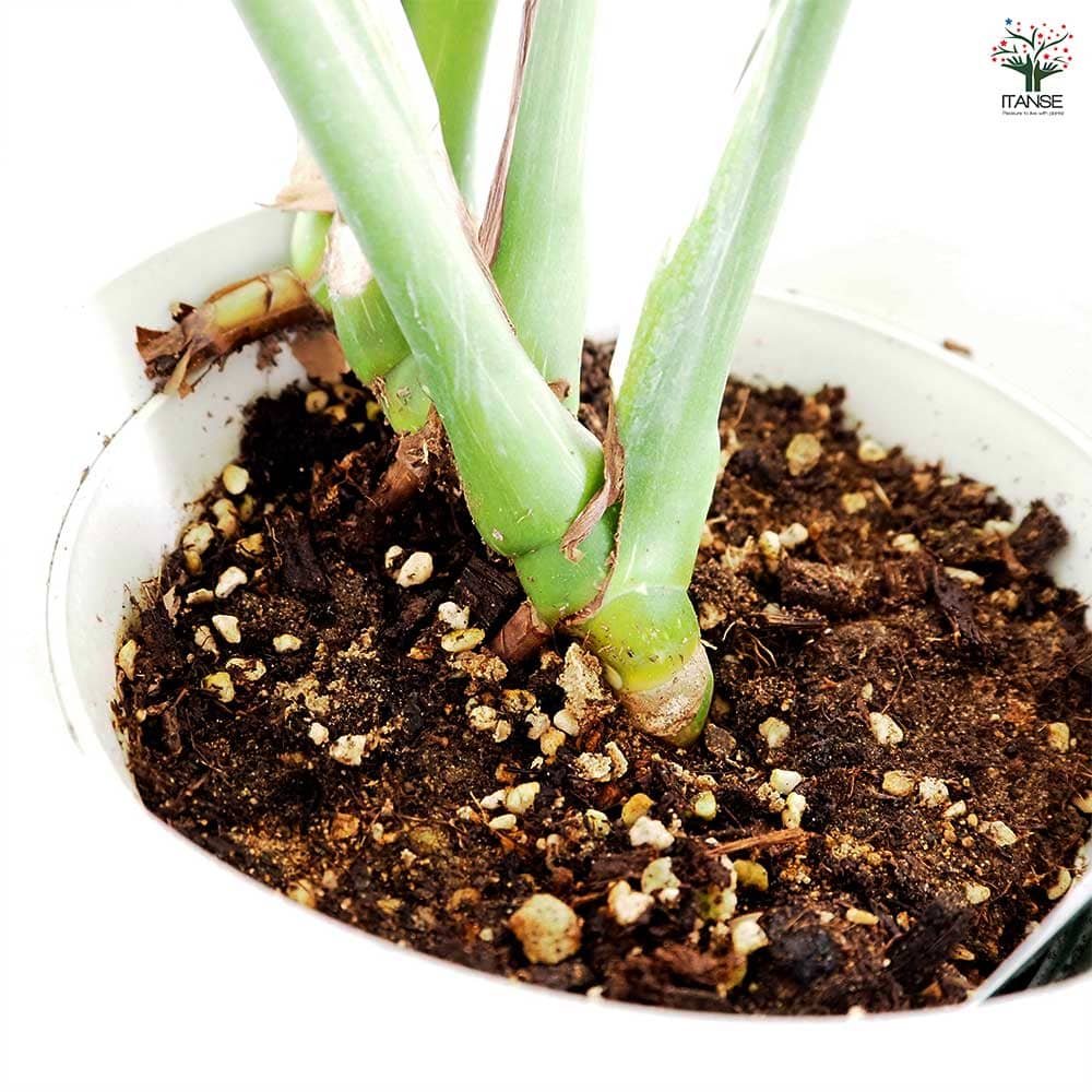 モンステラ タイコンステレーション 【観葉植物 6号/1個売り】