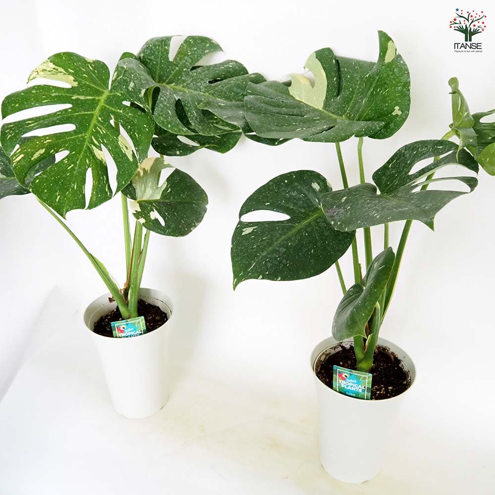モンステラ タイコンステレーション 【観葉植物 6号／1個売り